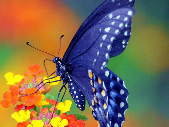 Все о бабочках в Липецке | ЗооТом портал о животных