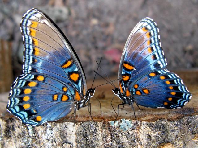 Все о бабочках в Липецке | ЗооТом портал о животных