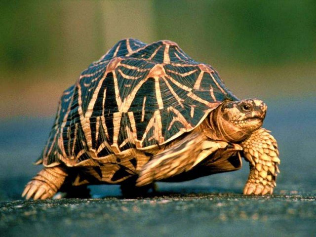 Все о черепахах в Липецке | ЗооТом портал о животных