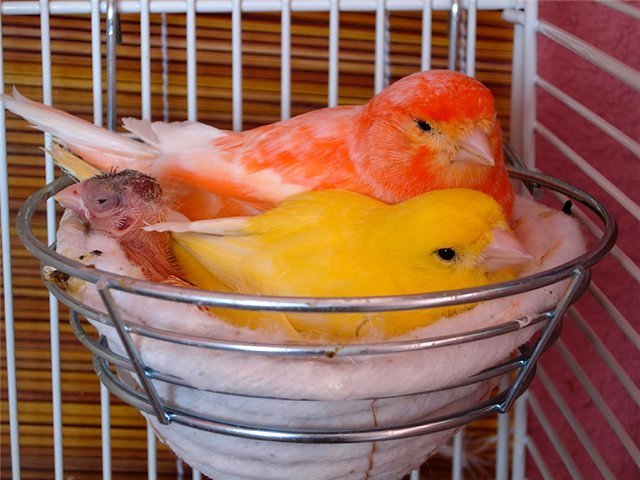 Содержание канареек и уход за ними в Липецке