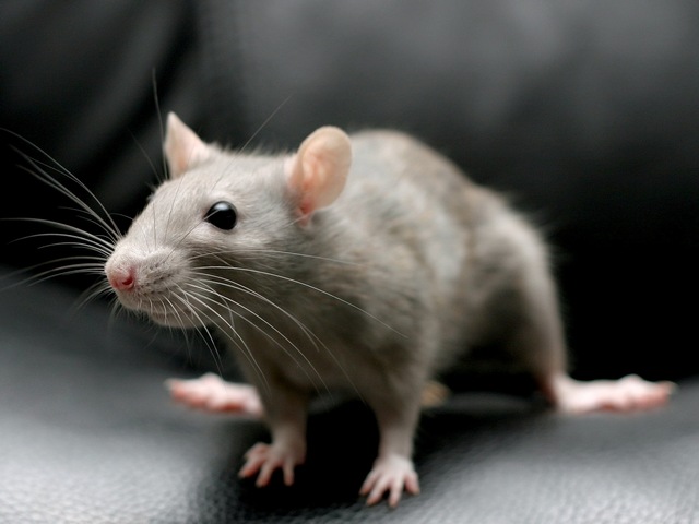 Все о крысах в Липецке | ЗооТом портал о животных