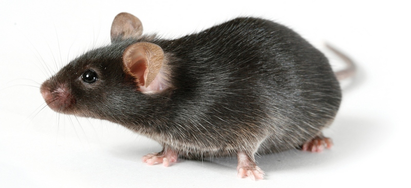 Все о крысах в Липецке | ЗооТом портал о животных