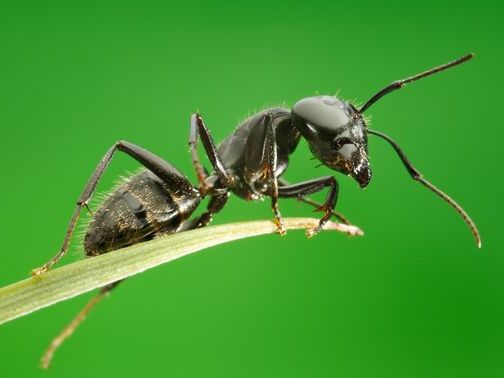 Все о муравьях в Липецке | ЗооТом портал о животных