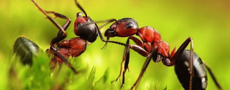 Все о муравьях в Липецке | ЗооТом портал о животных