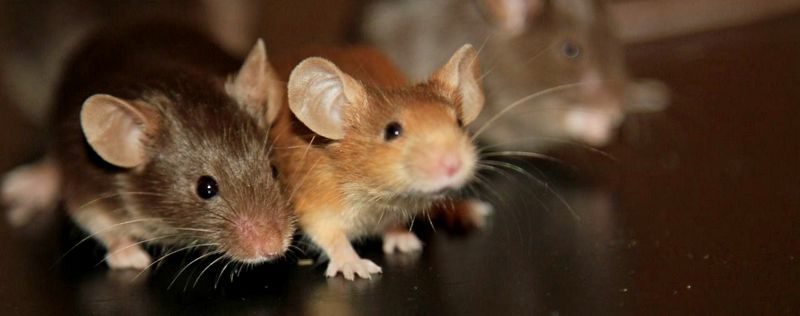 Все о мышах в Липецке | ЗооТом - продажа, вязка и услуги для животных в Липецке