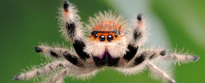 Все о пауках в Липецке | ЗооТом портал о животных