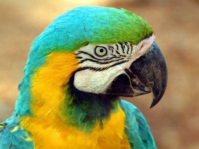 Все о попугаях в Липецке | ЗооТом портал о животных