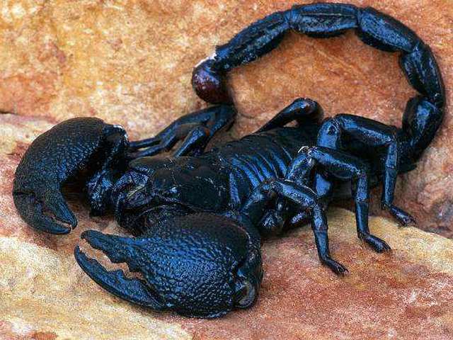 Все о скорпионах в Липецке | ЗооТом портал о животных
