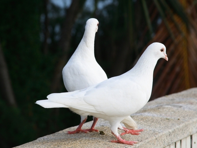 Все о голубях | ЗооТом - продажа, вязка и услуги для животных в Липецке
