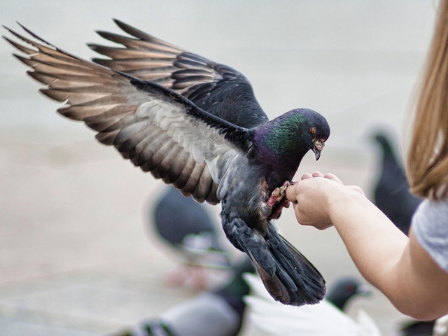 Все о голубях | ЗооТом - продажа, вязка и услуги для животных в Липецке