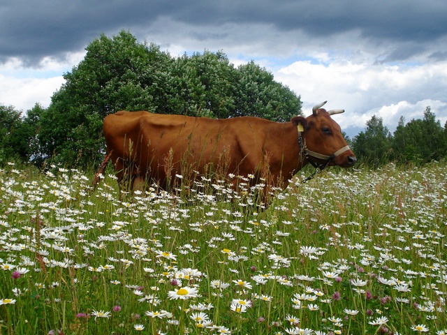 Все о коровах в Липецке | ЗооТом портал о животных