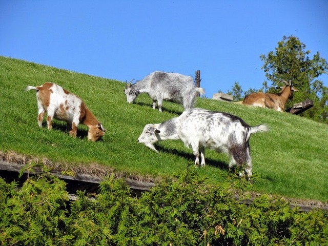 Все о козах в Липецке | ЗооТом портал о животных