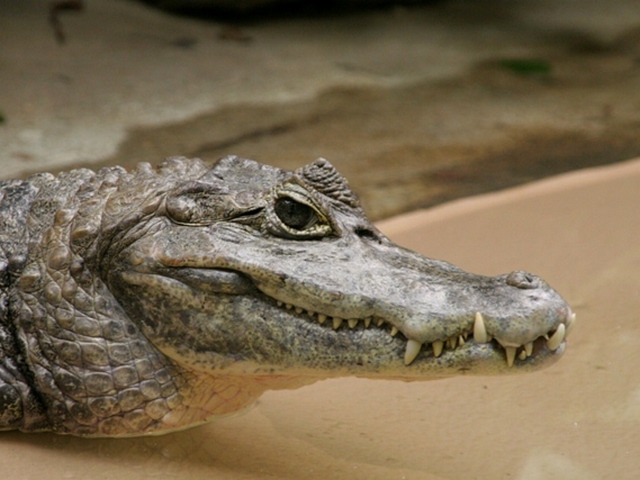 Все о крокодилах в Липецке | ЗооТом портал о животных