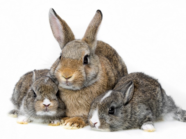 Все о кроликах в Липецке | ЗооТом портал о животных