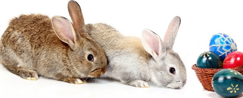 Все о кроликах в Липецке | ЗооТом портал о животных