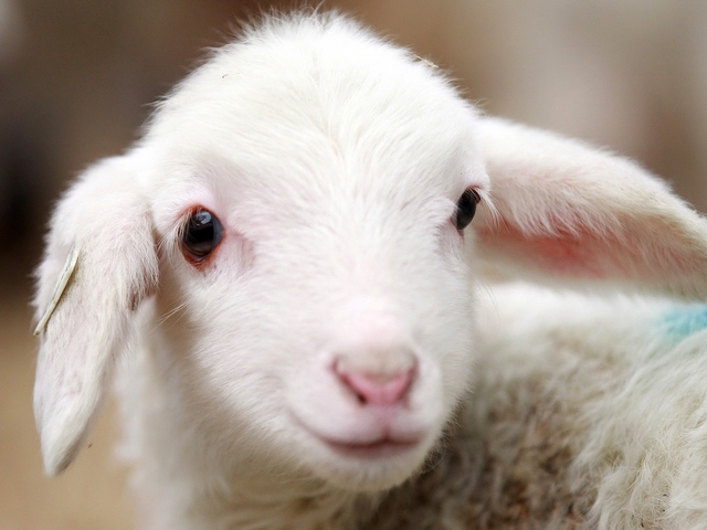 Овцы и бараны в Липецке | ЗооТом портал о животных