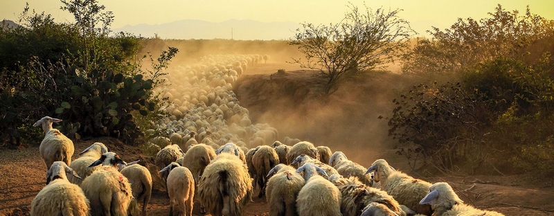 Все об овцах в Липецке | ЗооТом портал о животных