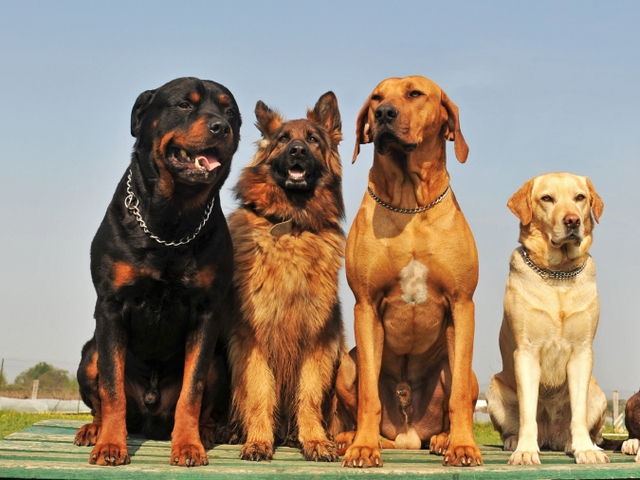 Крупные породы собак в Липецке | ЗооТом портал о животных