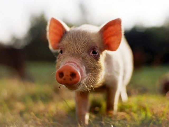 Все о свиньях в Липецке | ЗооТом портал о животных
