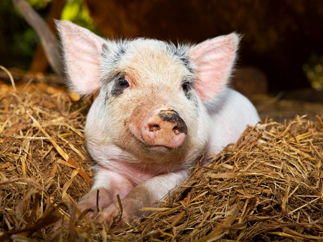 Все о свиньях в Липецке | ЗооТом портал о животных