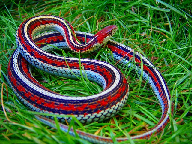 Все о змеях в Липецке | ЗооТом портал о животных