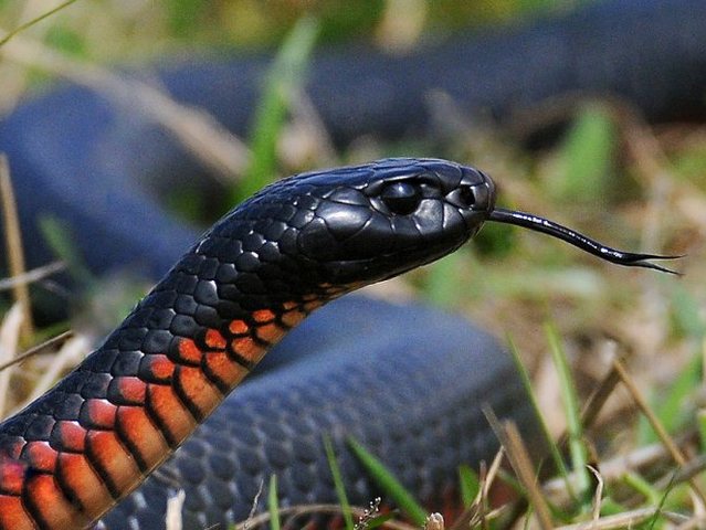 Все о змеях в Липецке | ЗооТом портал о животных